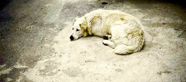 Chien des rues à Istanbul
