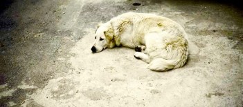 Chien des rues à Istanbul
