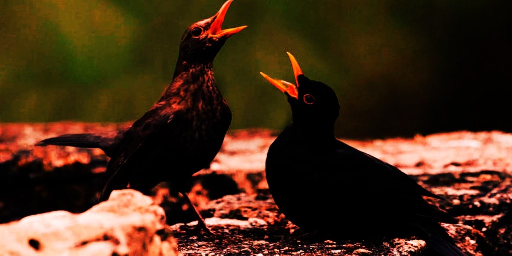 Quand deux merles se parlent. Vinciane Despret